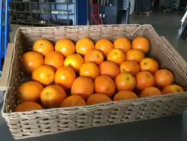 Image of Faux Plastic Oranges