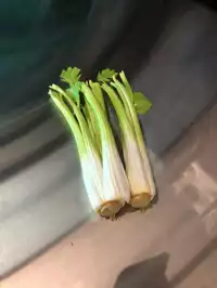 Image of Fake Celery