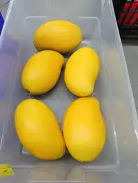 Image of Lot Of 5 Mangos