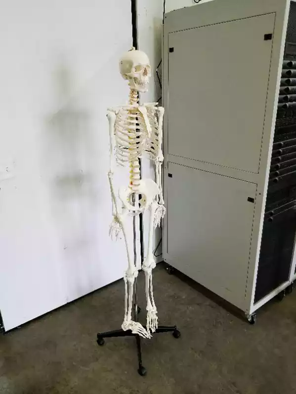 Image of Skeleton Model