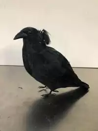 Image of Faux Crow