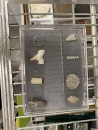 Image of Ocean Fossil Kit