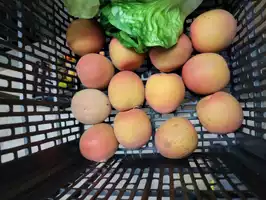 Image of Lot Of 13 Rubber Peaches