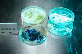 Image of Assorted Petri Dishes (Plastic)