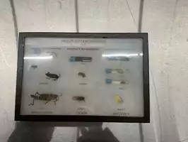 Image of Insect Metamorphosis Set