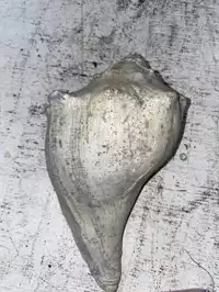 Image of Conk Sea Shells