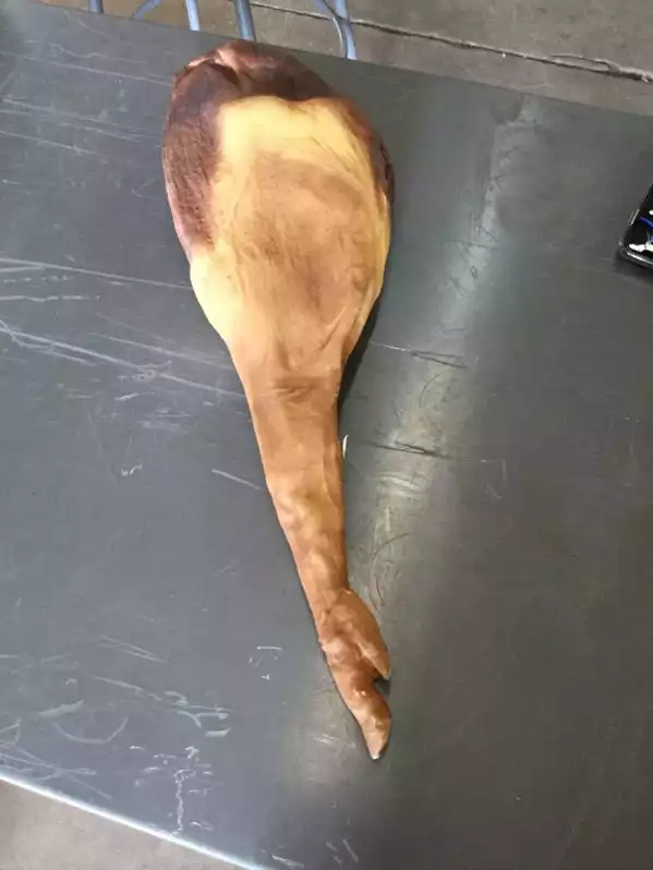 Image of Faux Pig Leg