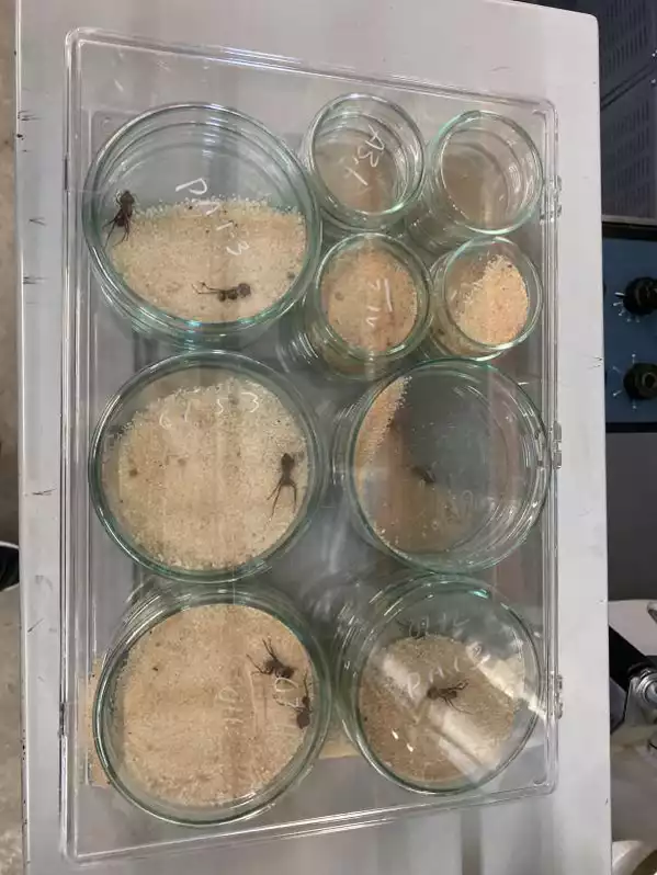 Image of Petri Dish Set