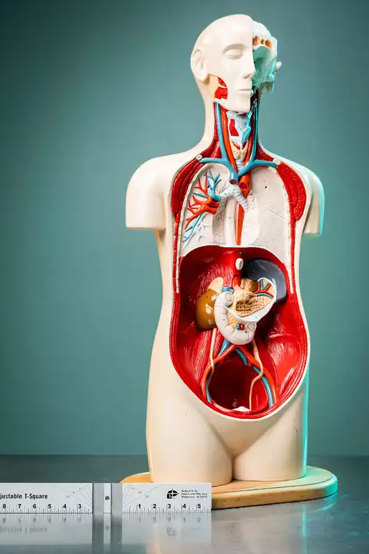 Image of Anatomy Know Body Teaching Torso